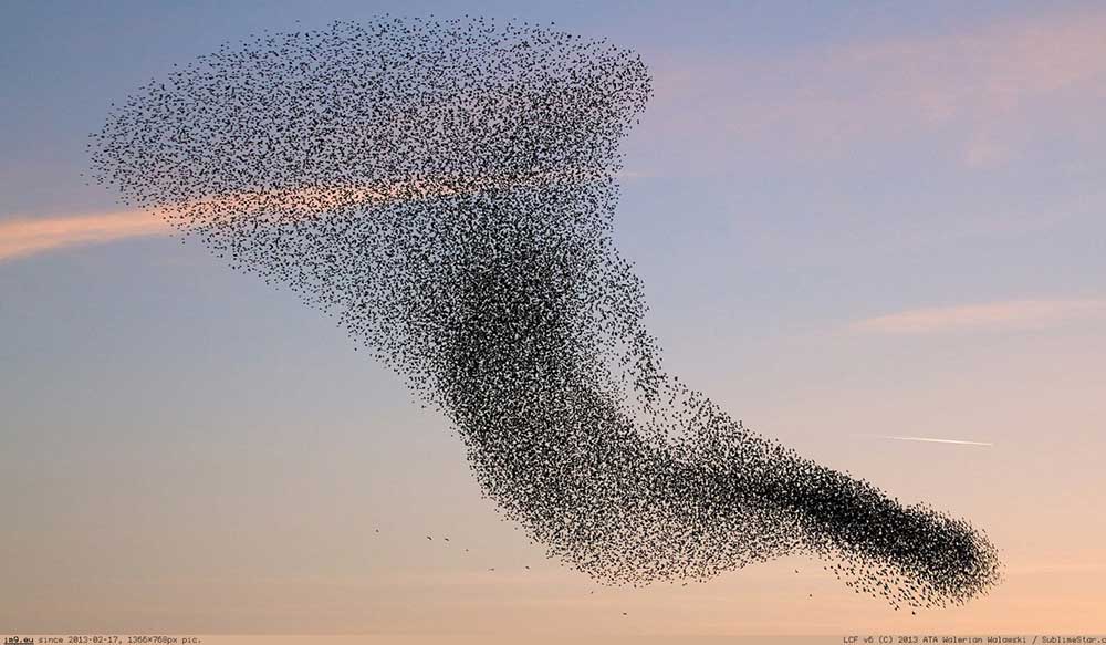 How to Become a Swarm Technology Researcher
