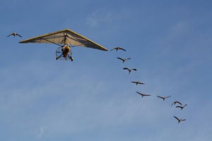 FAA Allows Whooping Crane Migration to Resume