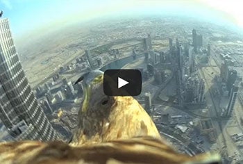 Video: First-Hand View of Spectacular Eagle Flight