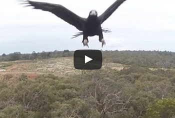 Video: A Drone Midair You Have To See