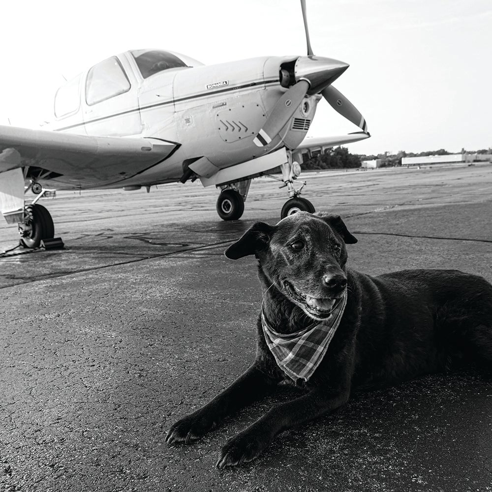 Dogs Love Trucks, But Not Always Airplanes