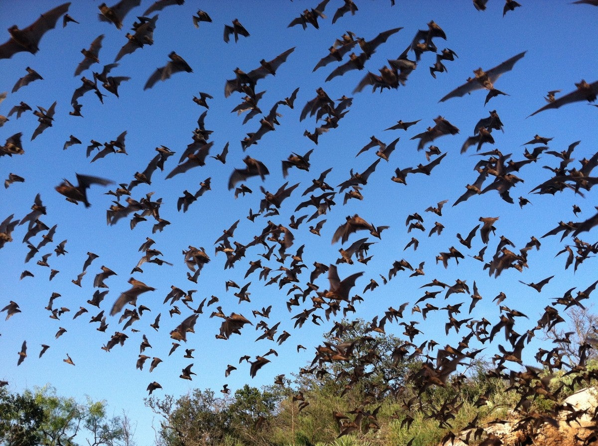 Project X-Ray: When the U.S. Military Enlisted Bats