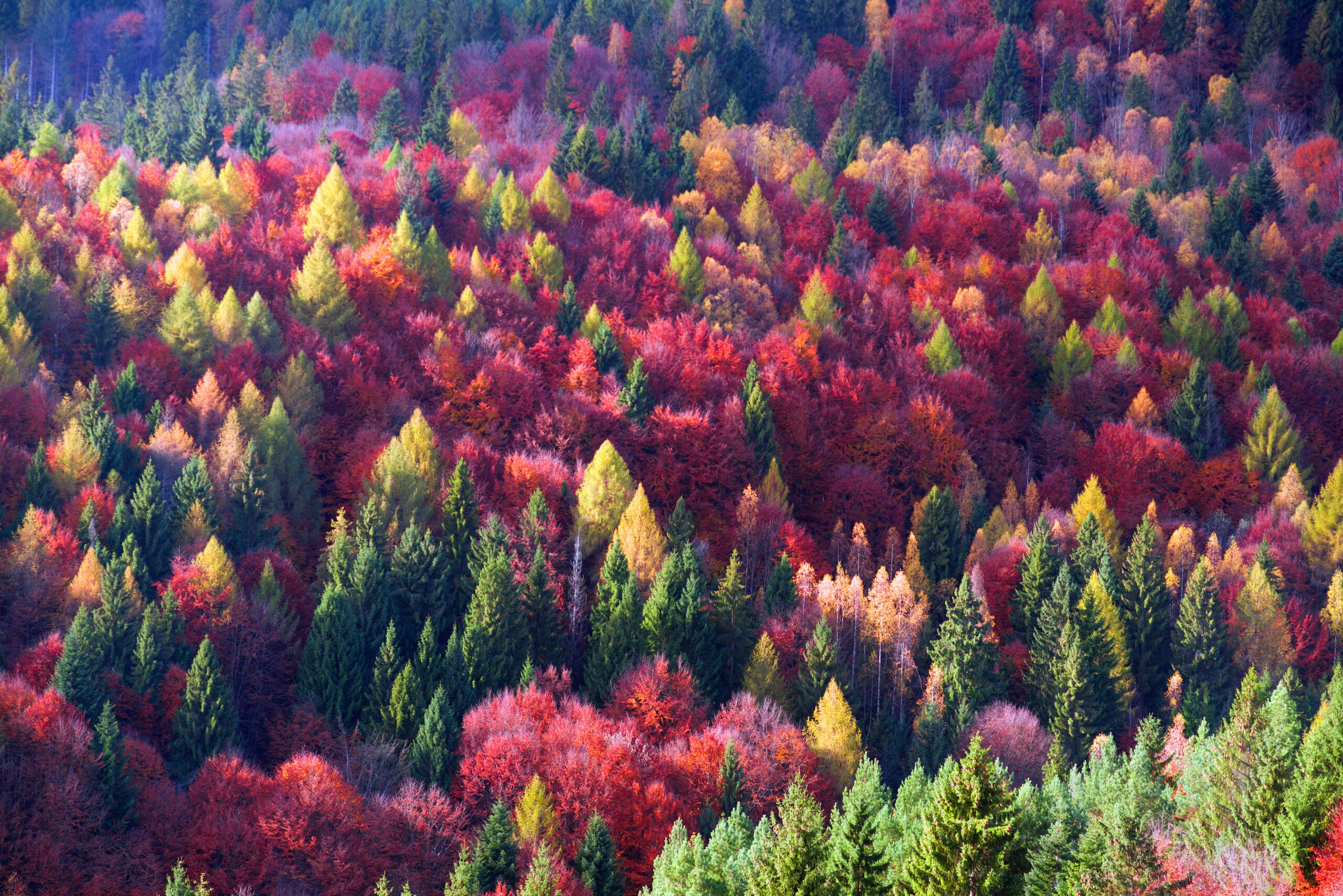 Flying Into Fall: Five Destinations for Leaf Peepers