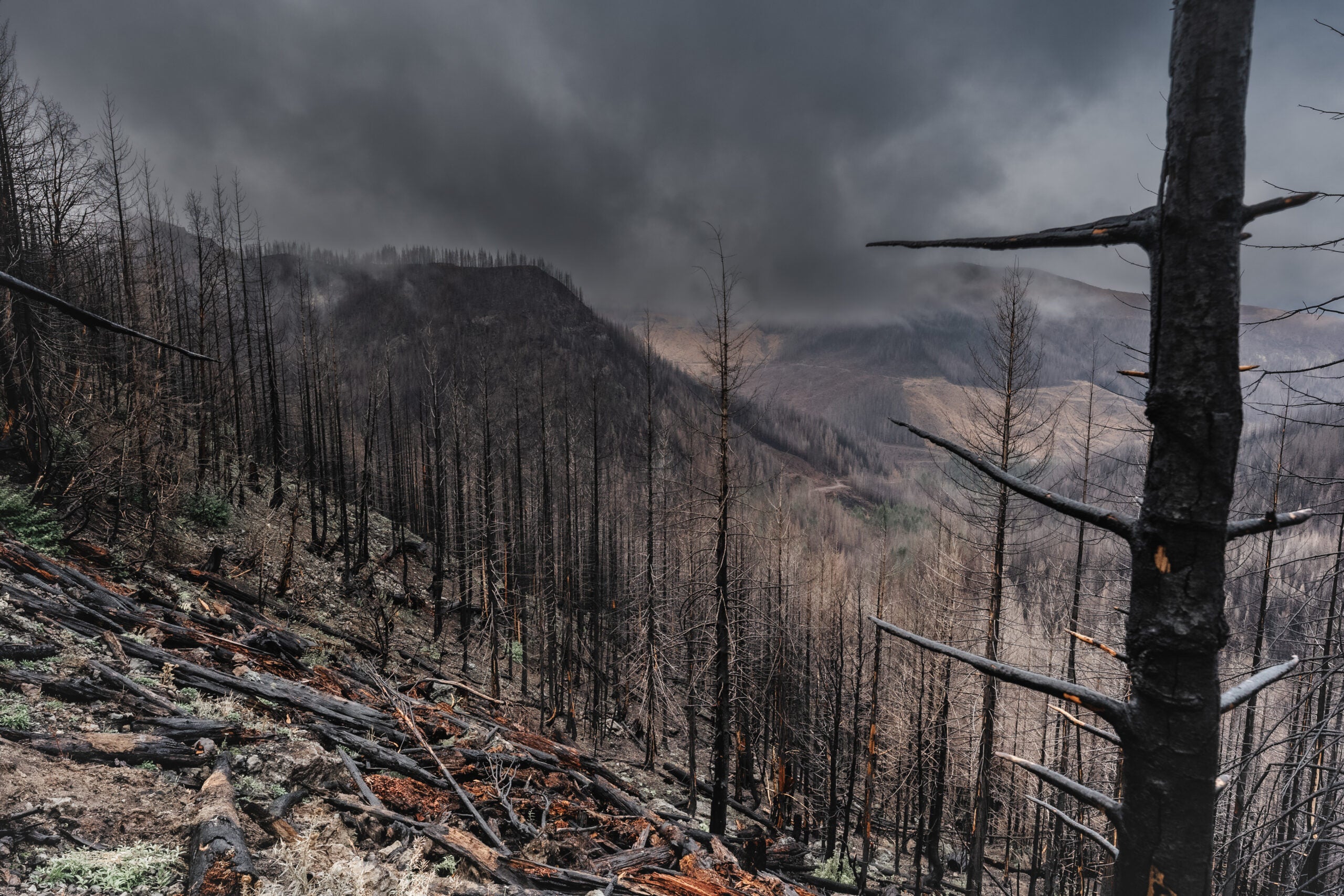 Drones Give Lift to Wildfire Reforestation