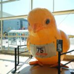 Chicks Take Over San Jose Mineta International