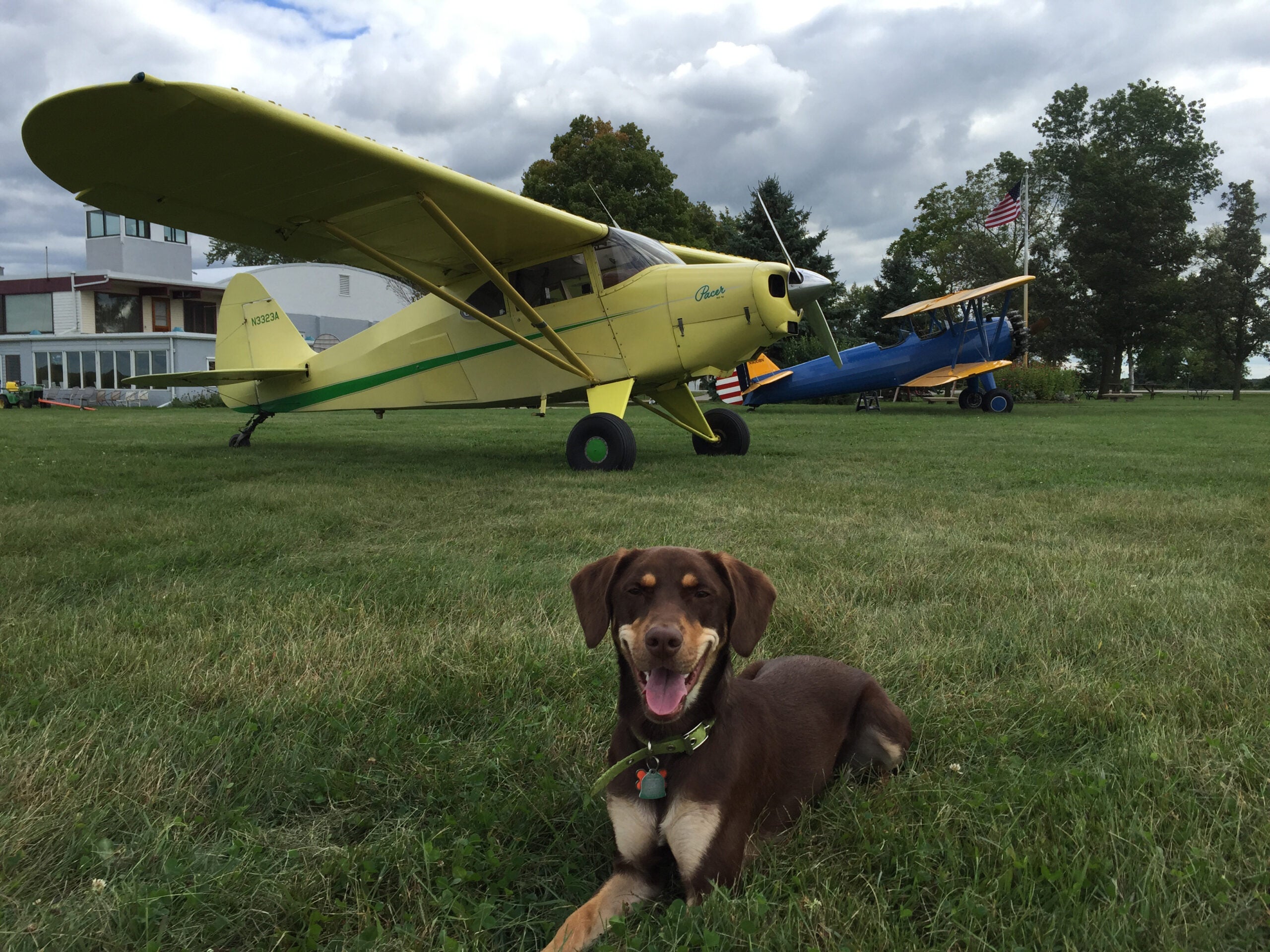 Dog Flying