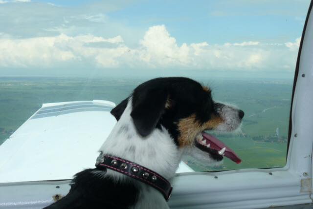 Dogs in Airplanes