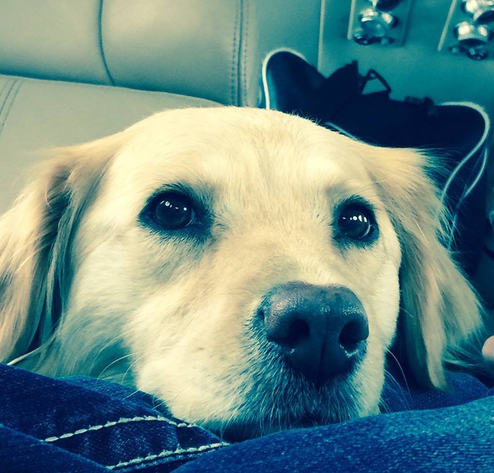 Dogs in Airplanes