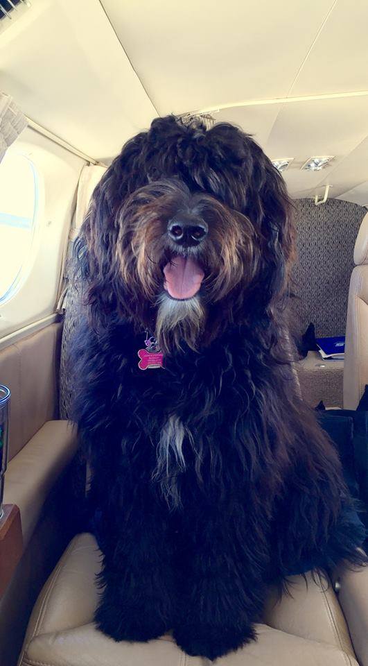 Dogs in Airplanes