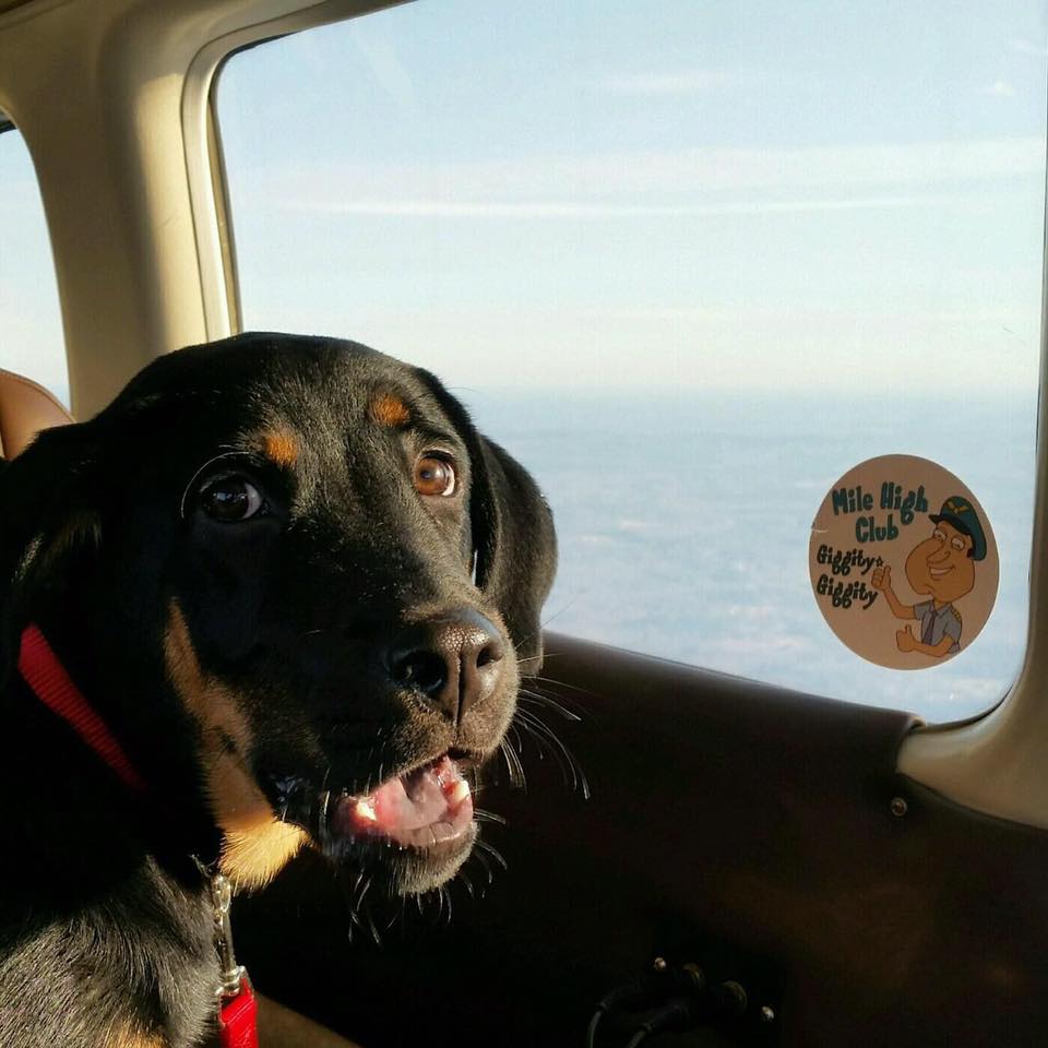 Dogs in Airplanes