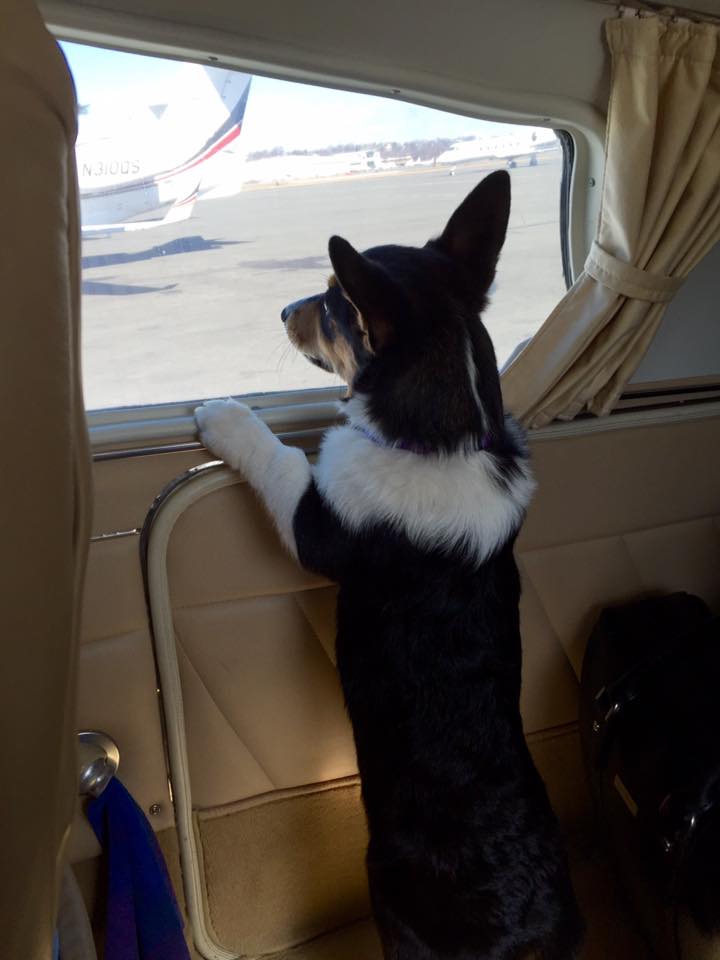 Dogs in Airplanes
