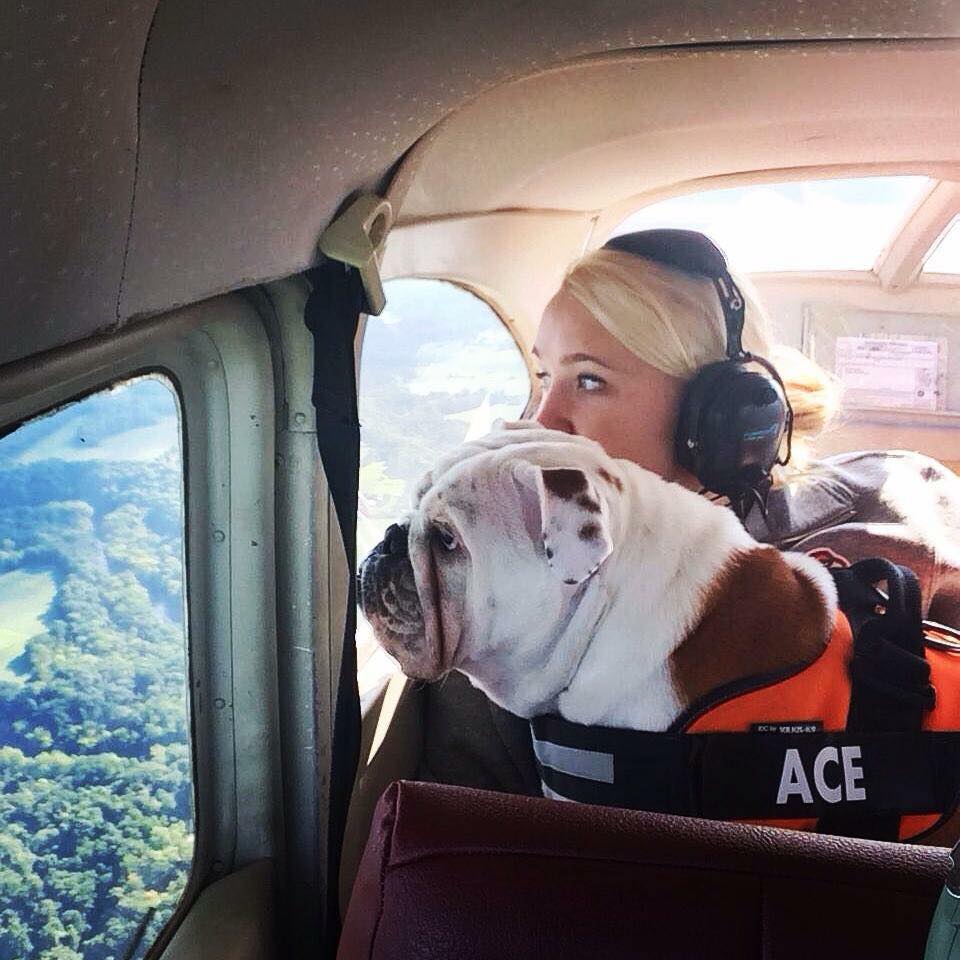 Dogs in Airplanes