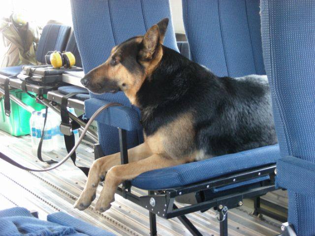 Dog in Airplane Afghanistan