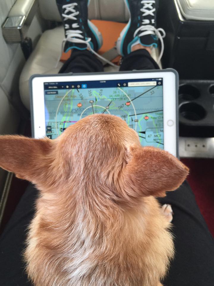 Dog in Airplane