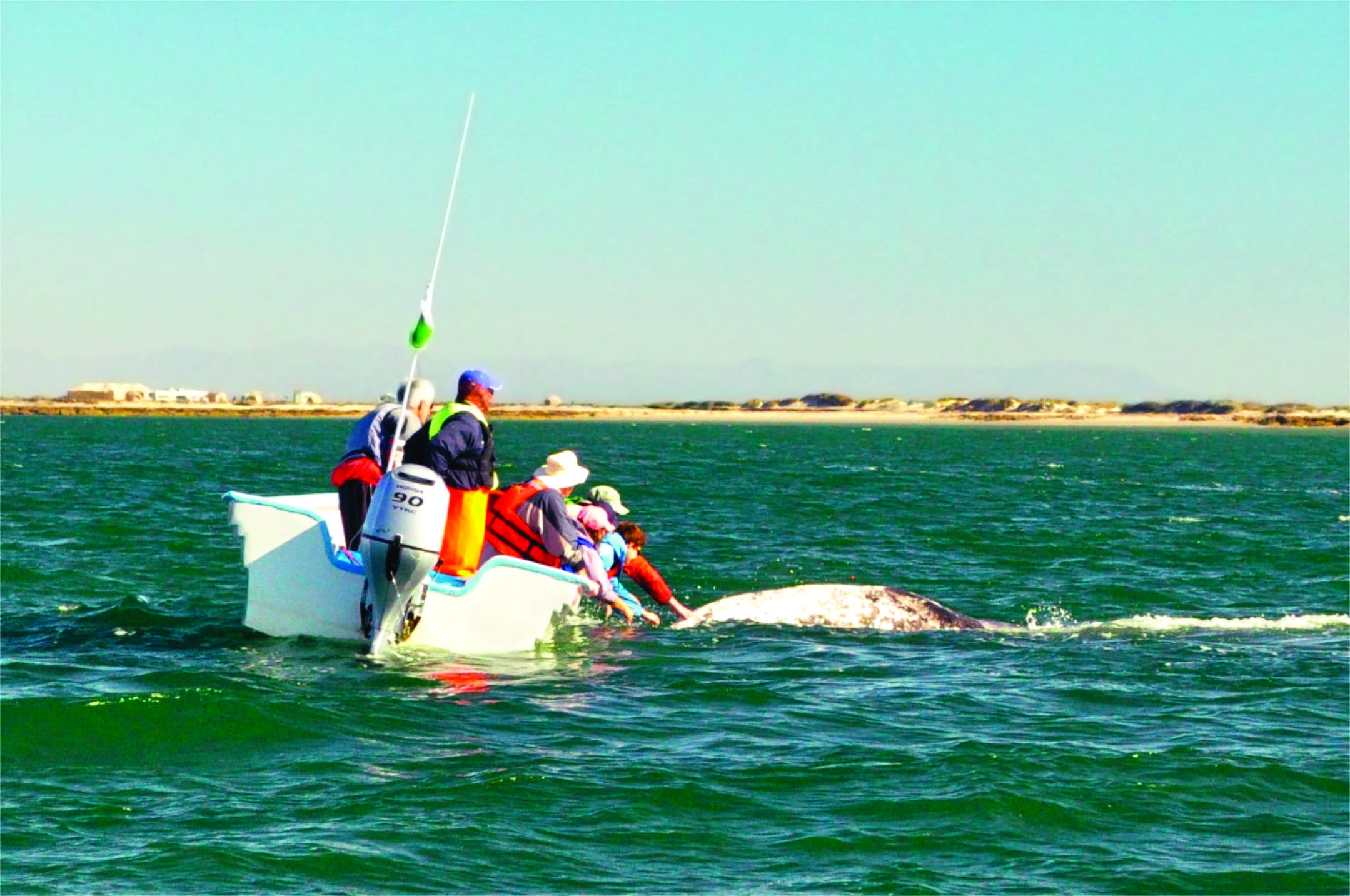 Baja Whale Watching