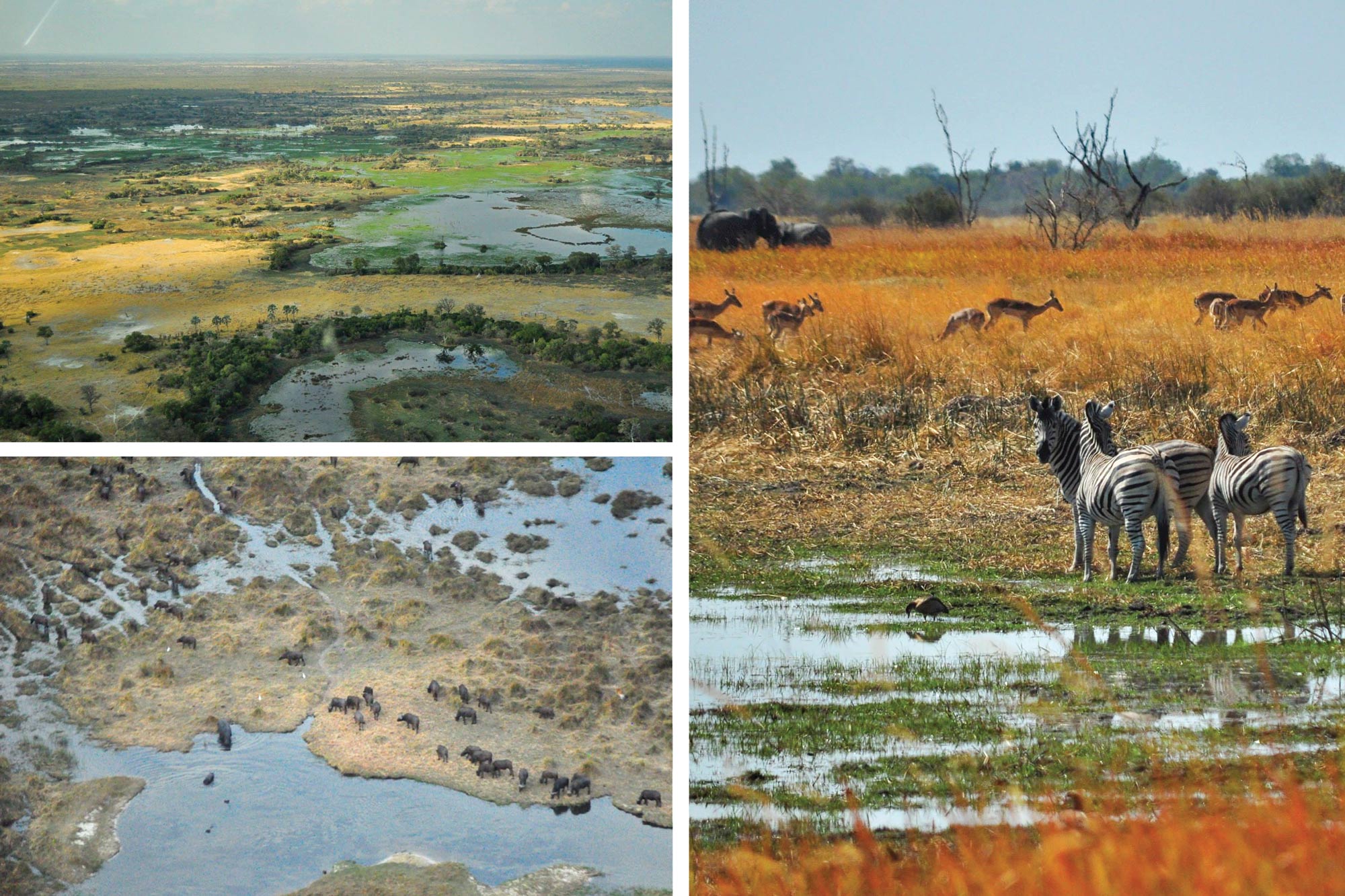 Moremi Game Reserve