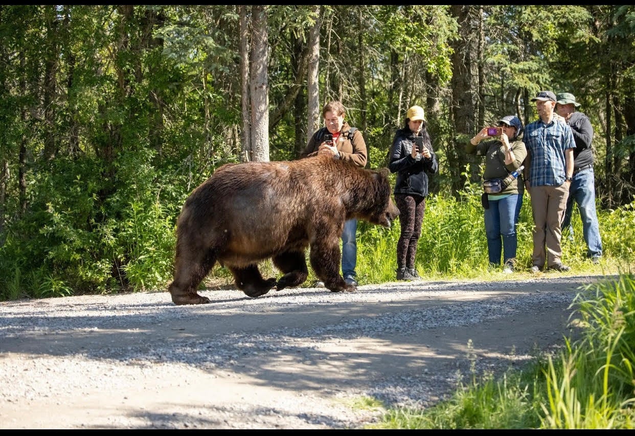 Bear 747