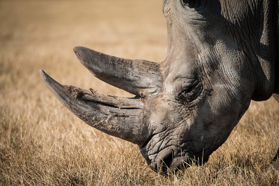 Rhino Extinction