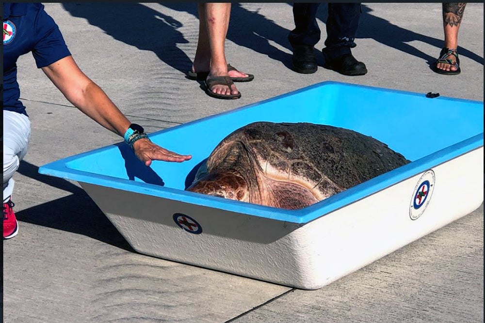 turtle