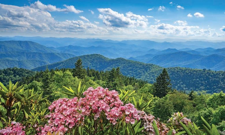 Flowers and trees in the foreground of a scene of the mountains surrounding Asheville North Carolina