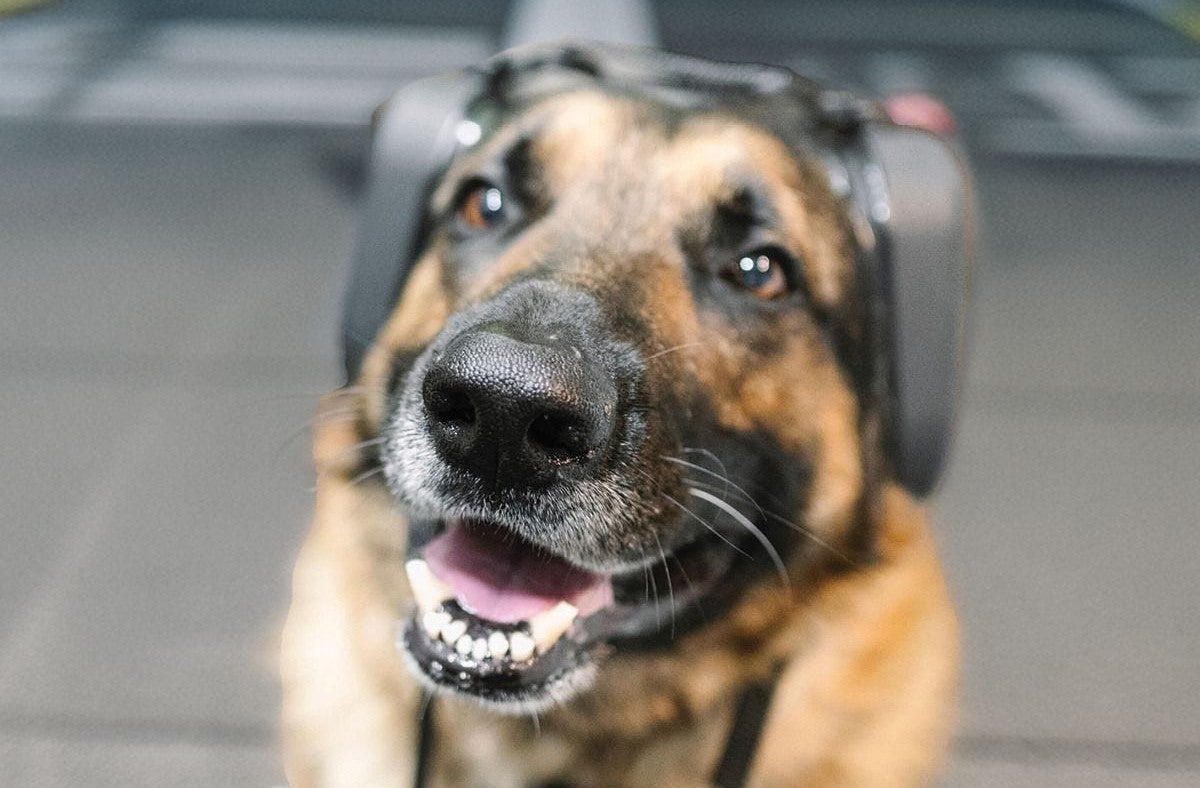 4Paws Aviation Dog Ear Muffs
