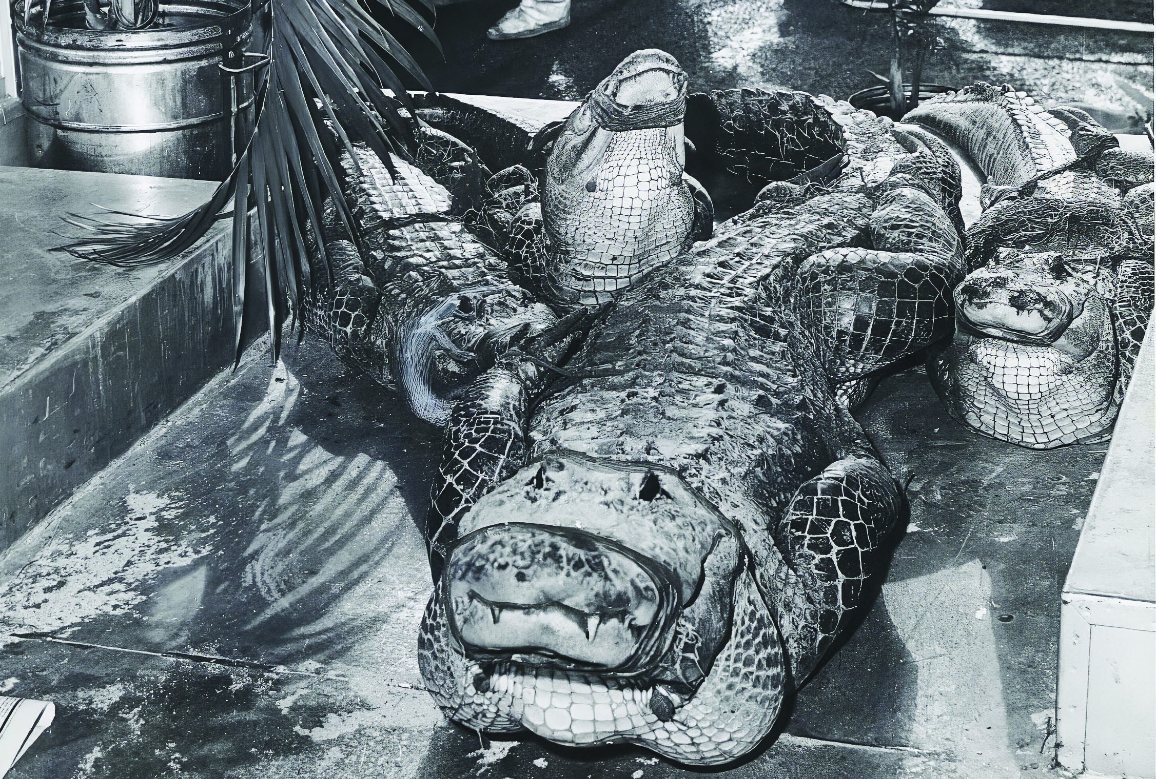 Firefighters prepare to unload these four trussed alligators from the B-25 bomber that crash-landed at Lunken Airport in 1963. [Credit: Fred Straub/Cincinnati Inquirer]